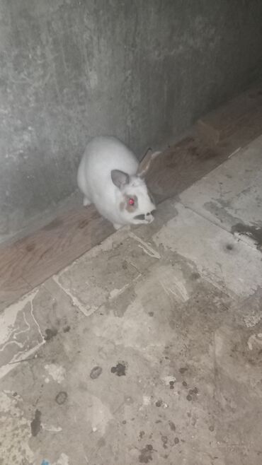 Dovşanlar: Ağ rəngdə, qəhvəyi ləkələri olan dovşan. Ev şəraitində saxlamağa