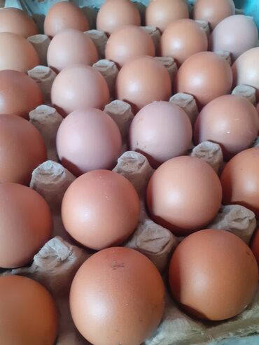 Куры, петухи: Продаю | Инкубационные яйца | Несушки