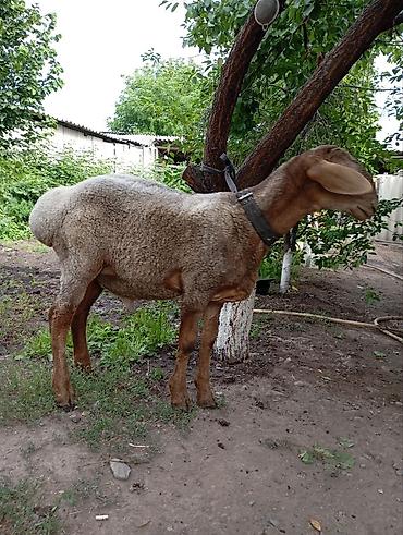 Баран, овца: Продаю | Баран (самец) — 12