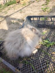 Dovşanlar: Ağ tüklü, qəhvəyi ləkəli dovşan - Yumşaq, sıx örtüklü ağ yun — 17