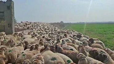 qoyun biznesi: 16 oktyabr 500 bas qaradolaq sortu satlir elaqe nonresi 051.749.31.84 — 4