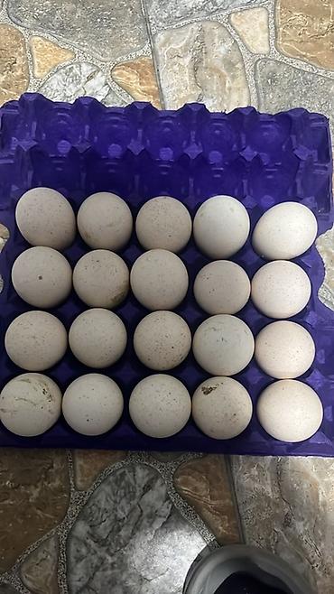 krasnadar ordek: Salam amerkan bronz yunuryaları satılır ünvan bakı qiymət 2 manar — 1