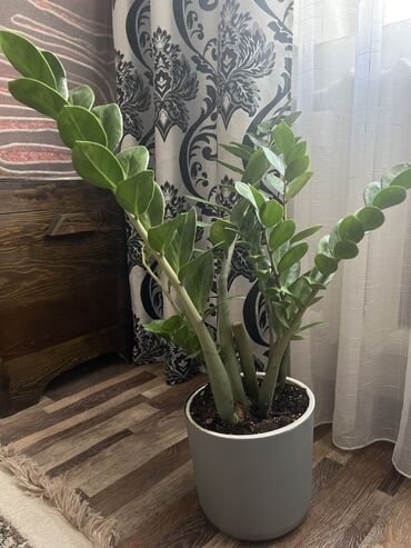 рукав для полива: Комнатные растения в горшках: 1) Замиокулькас (Zamioculcas