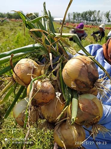 Удобрения и садовая химия: Удобрение Самовывоз — 10