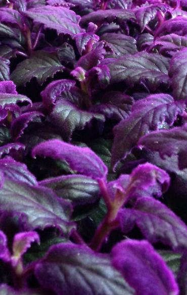 Другие комнатные растения: Комнатные цветы, растения. РАСПРОДАЮ ОСТАТКИ ПО 100 сом есть и — 12