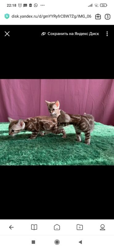 Продажа кошек: Бенгальская, 1 месяц, Мальчик, Белый, С документами, С прививками, Приучена к лотку — 12