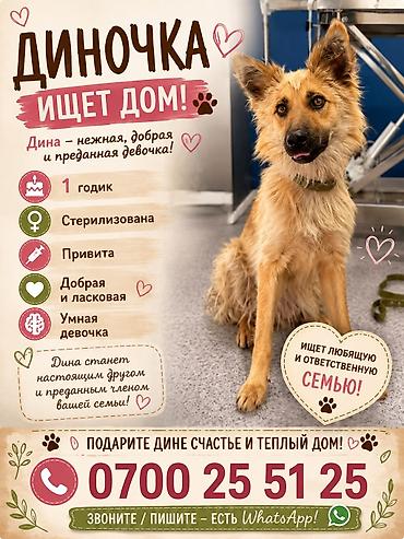 от клещей: Собака даром: 1 год, Самка, С прививкой — 1