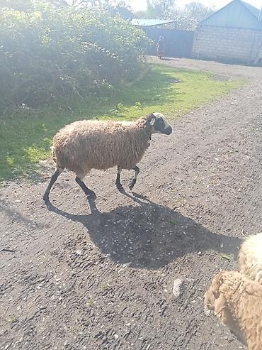 qurbanlıq heyvanlar: Cavan heyvanıdi muncuqlu sortdu pula ehdiyac var deyə satlir — 1