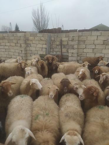 Qoyunlar, qoçlar: Qoyunlar, qoçlar — 1