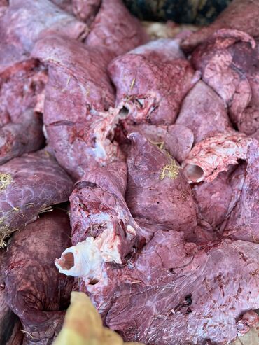 цены на мясо в бишкеке на сегодня: Отходы для собак