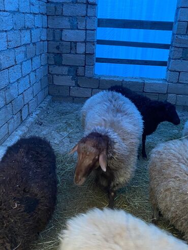 Qoyunlar, qoçlar: Erkək, Qala, il: 2, Damazlıq, Ünvandan götürmə — 2