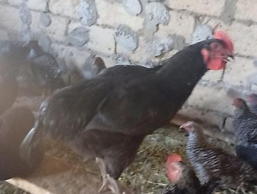тап аз птицы: Məhsul: Yerli qarışıq cins toyuq və xoruzlar4 aylikdirlar Təsvir: - — 10