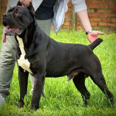 Psi: Cane Corso štenci dostupni za rezervaciju! U ponudi imamo tri na lalafo.rs — 18 Psi: Cane Corso štenci dostupni za rezervaciju! U ponudi imamo tri — 18