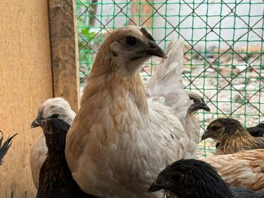 Птицы: Продам цыплят Домашний микс! Разные Породы: Несушка, Лакенданзи(