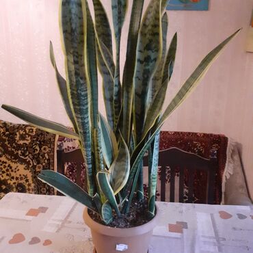 цветы в горшках: Sansivyera bitkisi 5 gövdəlidir dibçəyin biri 20