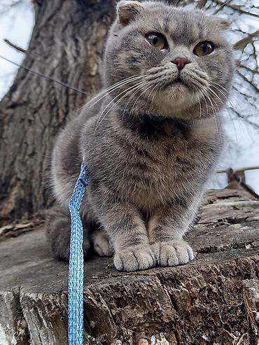 Pişiklər: Şotland, Dişi — 6