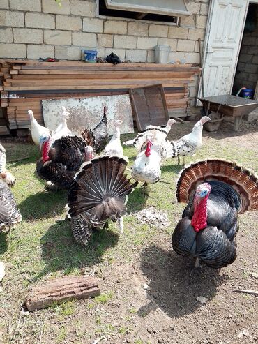 Hinduşka: Erkək, Kanada, Amerika, Yumurtalıq, Ünvandan götürmə, Ödənişli çatdırılma — 15