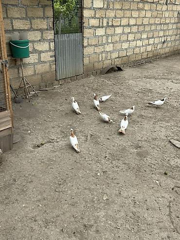 тап аз птицы: Salam Alokum bu sekilde gorduyunuz kusdarin balalari satlir pecat — 2