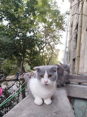 Şotland, Dişi, Yaxşı əllərə, Ünvandan götürmə