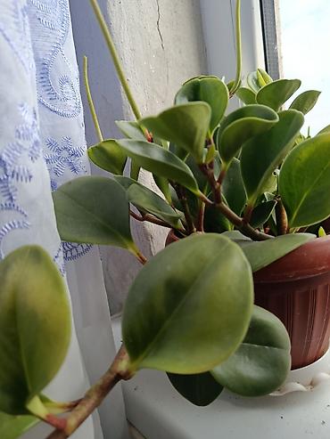 семенной чеснок: Пеперомия туполистная (Peperomia obtusifolia) в горшке. - Компактный — 1