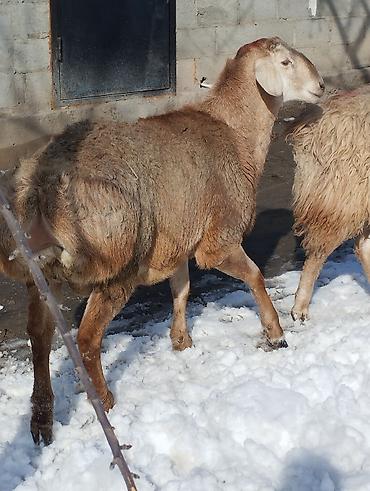 Бараны, овцы: Продаю | Овца (самка) | Для разведения | Матка — 5