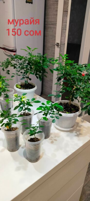 Другие комнатные растения: Муррайя, самовывоз
Только Кара-Балта
Район 40 лет
