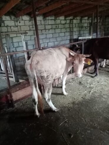 Qoyunlar, qoçlar: Qoyun sürüsü – müxtəlif rəng və yaşlarda - Şəkillərdə təsvir olunan -da lalafo.az — 9 Qoyunlar, qoçlar: Qoyun sürüsü – müxtəlif rəng və yaşlarda - Şəkillərdə təsvir olunan — 9