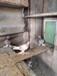 купить домашних курей: Продаю молодых голубей 1 шт стоит пятьсот сом окончательно гоняю