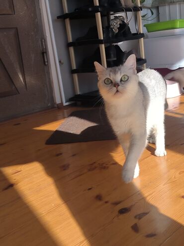 сибирская кошка купить: Britan