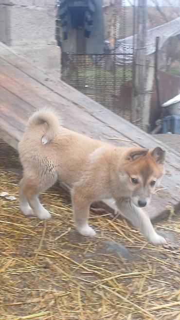 Продажа собак: Щенки Заподносибирской лайки, крепкие, с плотной шерстью, стоячими — 17