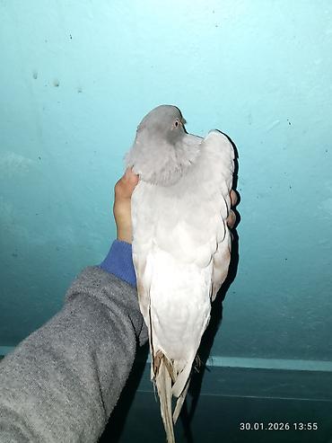 Птицы: Голубь декоративный, окрас светло-серый с кофейно‑рыжими пятнами на — 1