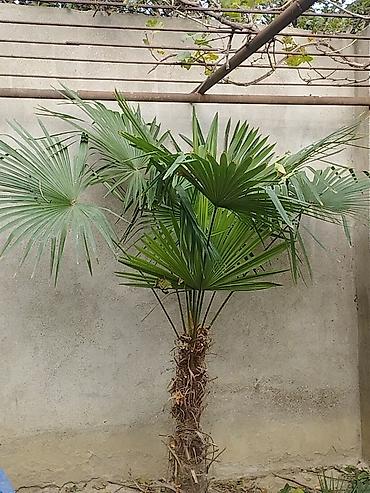 epimedium bitkisi satisi: Vaşinqton növünə aid palma ağacı satılır Qiyməti 450 AZN yox 400 AZN — 1