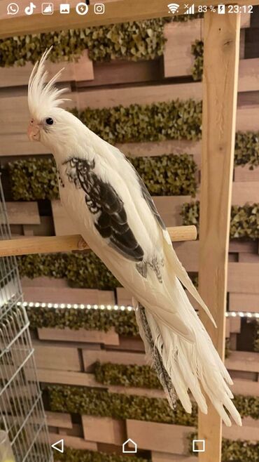 Tutuquşları: Yanaqsız karellalar cüt 250 - 370 azn — 5