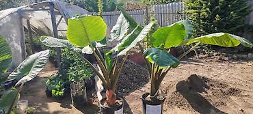 fil qulağı gülü: - Bitki: Alocasia macrorrhizos (Giant Taro / Elephant Ear) – iri — 1