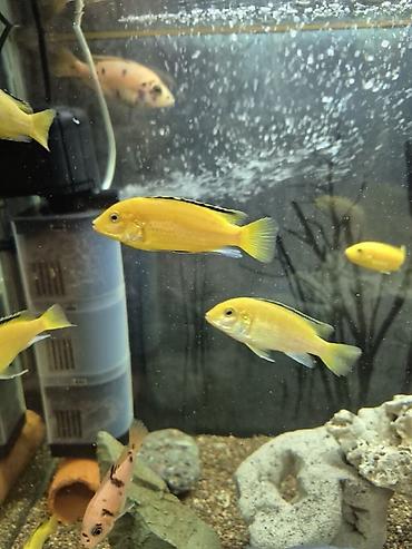 Рыбы: Продаю подростков Лабидохромис Еллоу (3-4 см) Labidochromis Yellow - — 9