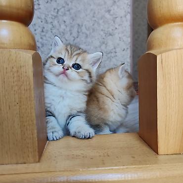 Pişiklər: Britan — 4