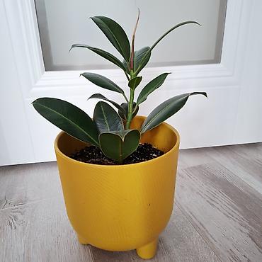 Фикустар: Фикус эластика (Ficus elastica) в горшке. - Компактный куст с — 2