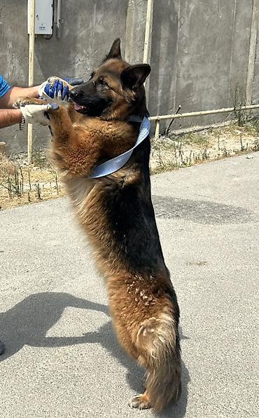 it adlari 2020: Alman çoban iti, 3 il, Dişi — 2