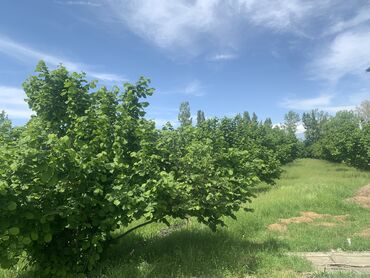 Torpaq sahələrinin satışı: 20 sot, Tikinti, Mülkiyyətçi, Kupça (Çıxarış), Müqavilə — 3