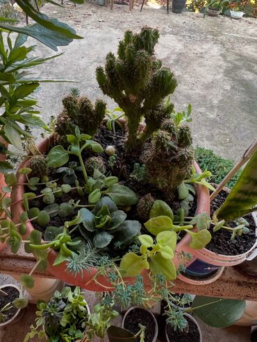 Xalçalar: Xalça -da lalafo.az — 66 Xalçalar: Xalça — 66