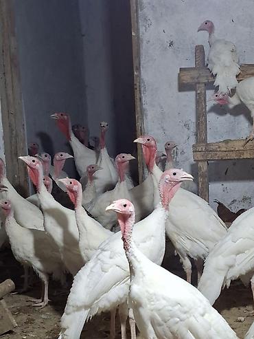Salam Temiz cins ag kanada hindusqalari satilir 5 ayliq disiler 55 man lalafo.az -da Salam Temiz cins ag kanada hindusqalari satilir 5 ayliq disiler 55 man
