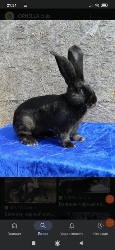 Dovşanlar: Flandr cinsli damazlıq dovşan balaları satılır. Ətlik cinsidir. Təmiz -da lalafo.az — 17 Dovşanlar: Flandr cinsli damazlıq dovşan balaları satılır. Ətlik cinsidir. Təmiz — 17
