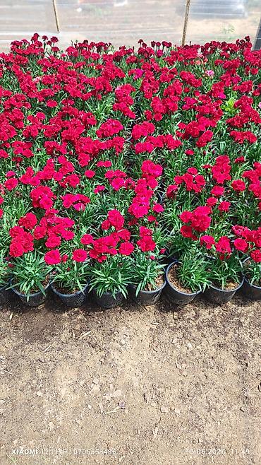 yaz gülləri: Qırmızı və krem rəngli qərənfil (Dianthus) saksı bitkiləri - Rənglər — 1