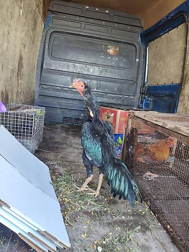 Куры, петухи: Продаю | Петух | Бойцовая, Дакан | Для боев — 9