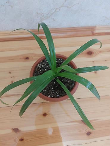 beqoniya: Qapalı güllər – 2 növ dekorativ bitki birgə 1) Aspidistra (Cast Iron — 6