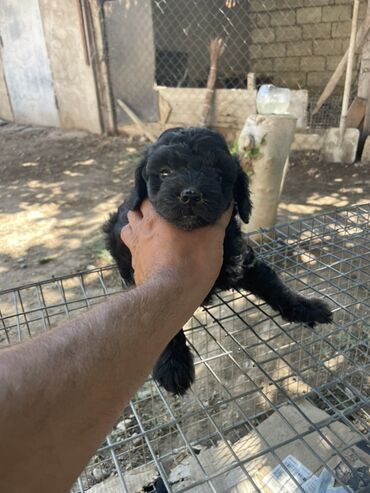 Pişiklər: Pudel, 2 ay, Erkek, Ünvandan götürmə