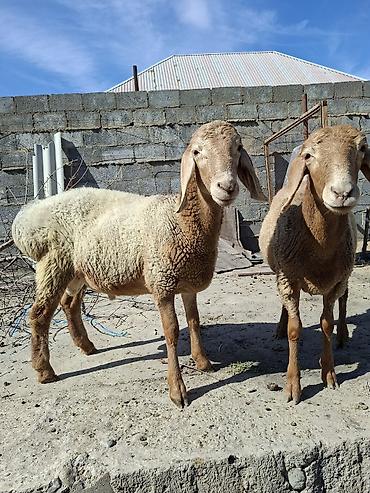 Продаю | Ягненок | Для разведения | Племенные