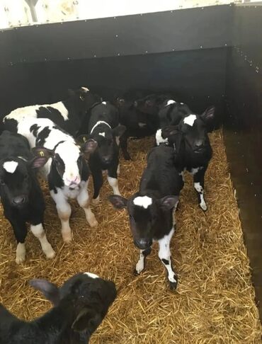 продаю дойных коров: Продаю | Корова (самка), Бык (самец), Тёлка