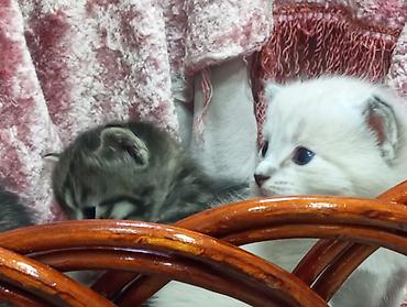 Продажа кошек: Очаровательные однамесячные котята из одного помёта отдам в добрые — 2
