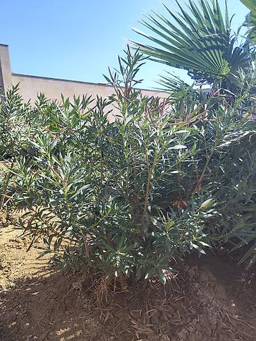 suni agac: Oleandr dekorativ həmişəyaşıl kollar. Oleandr (Nerium oleander) – — 8